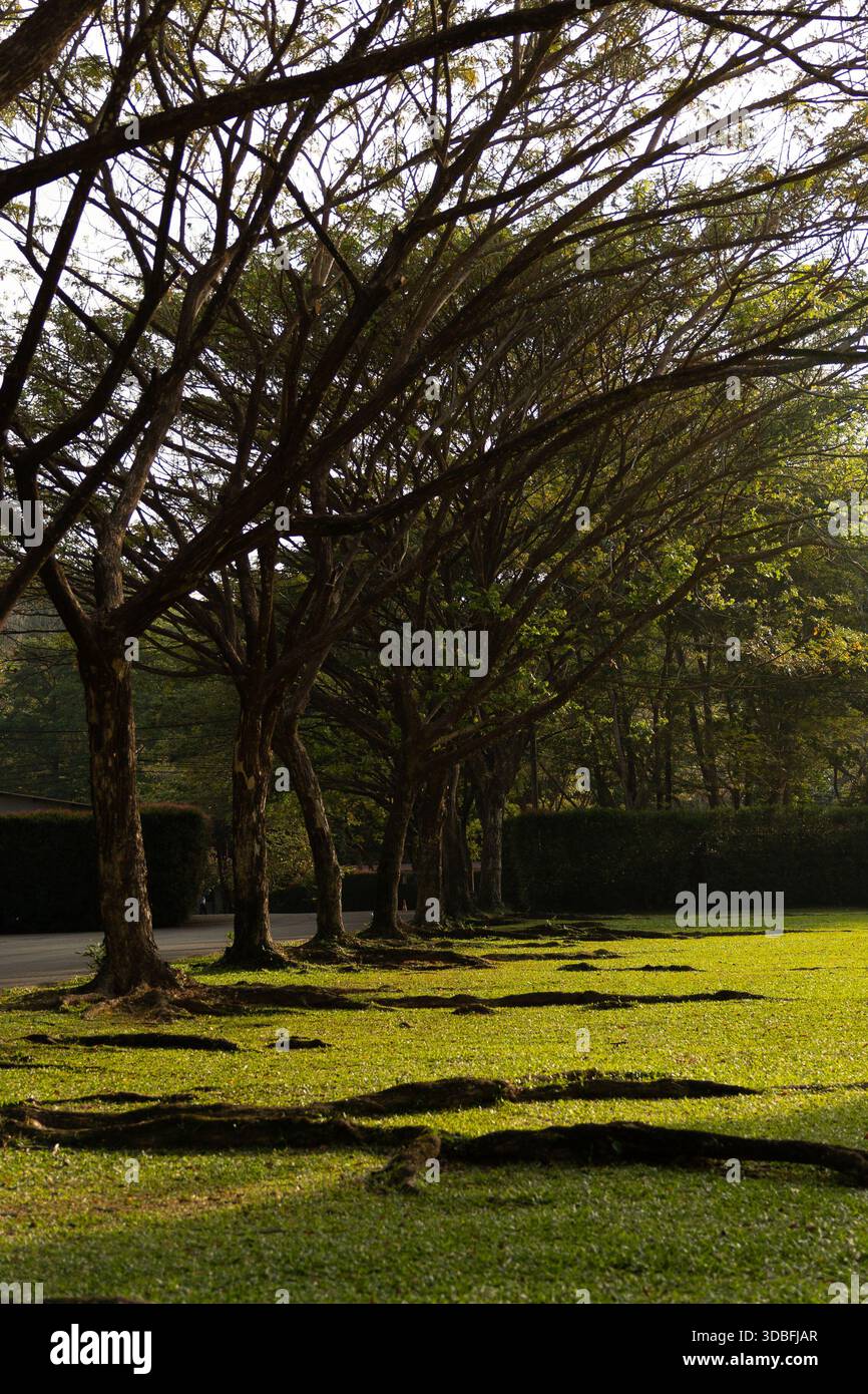 Shadows Through Tree Ranches Trees casting shadows on park grass, sunlight through branches. Concept ...