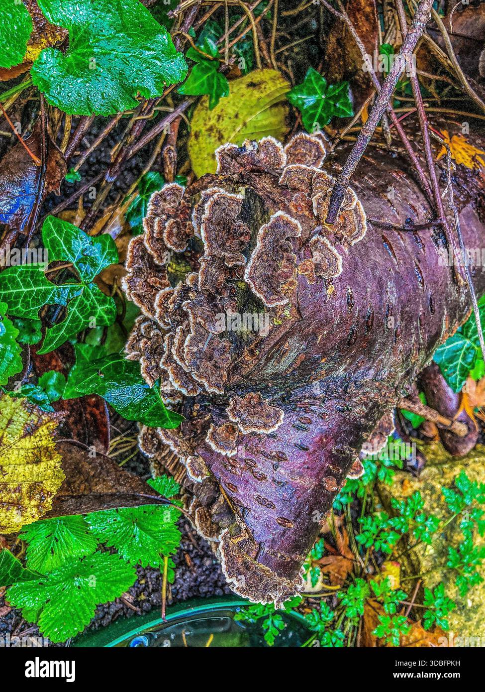 Turkey Tail Fungus; Trametes versicolor; Growing on Wood in my back garden in Lewisham - Smartphone Captured Stock Image