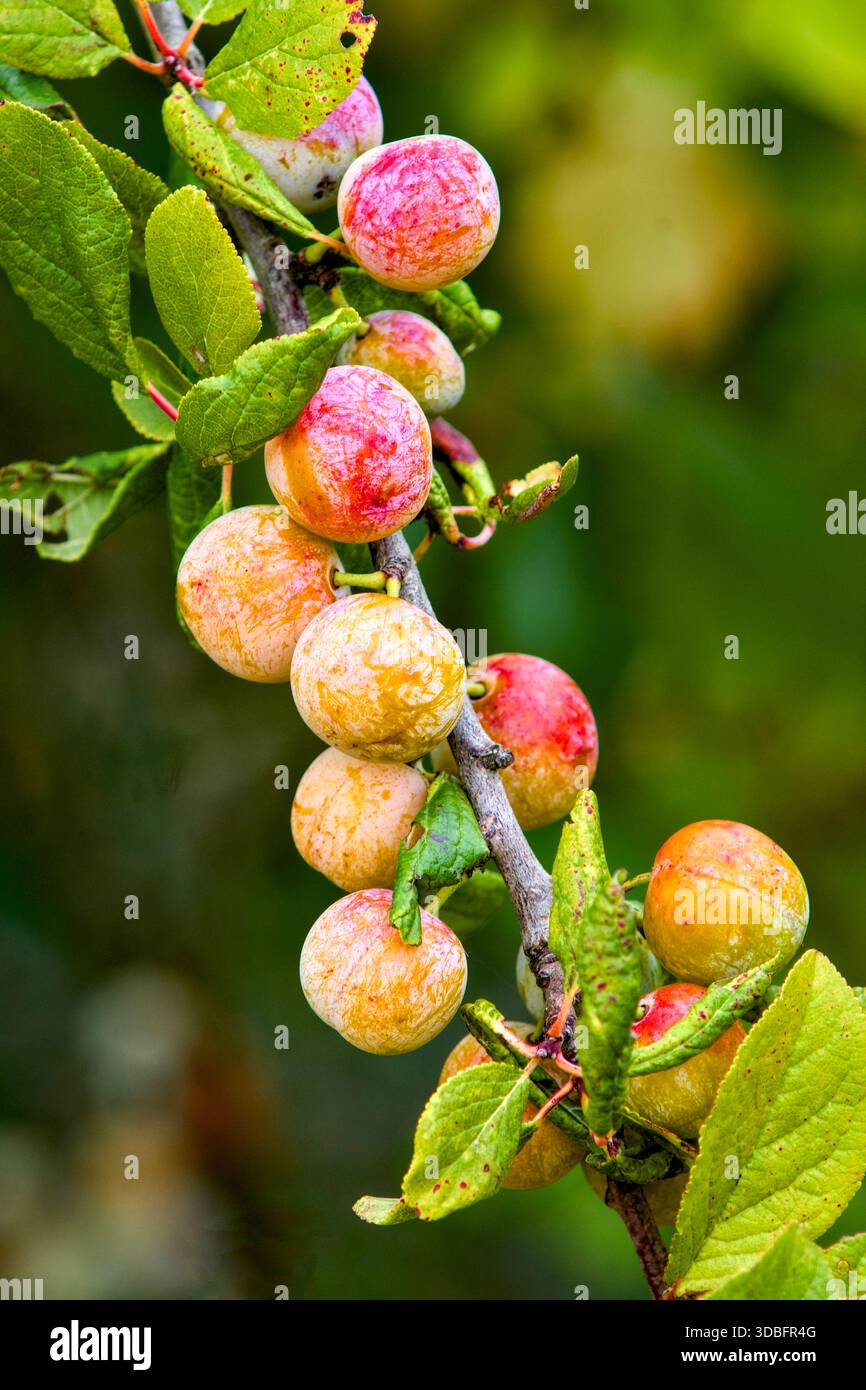 Mirabelle fruits growing on branch pf plum tree - central France. Stock Photo