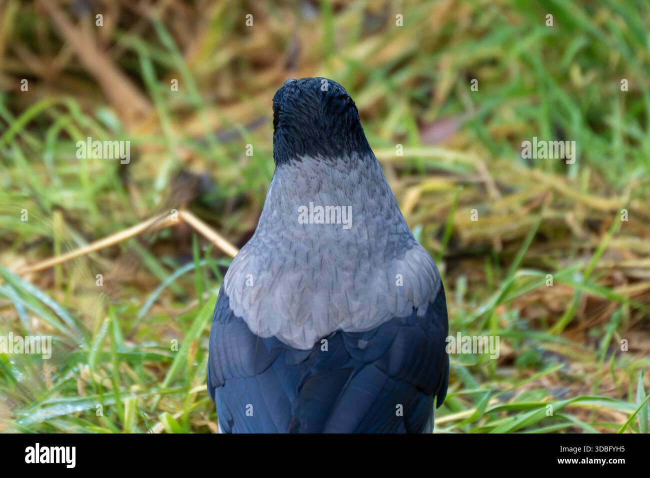 Rear view of a hooded crow Corvus cornix standing in green grass 