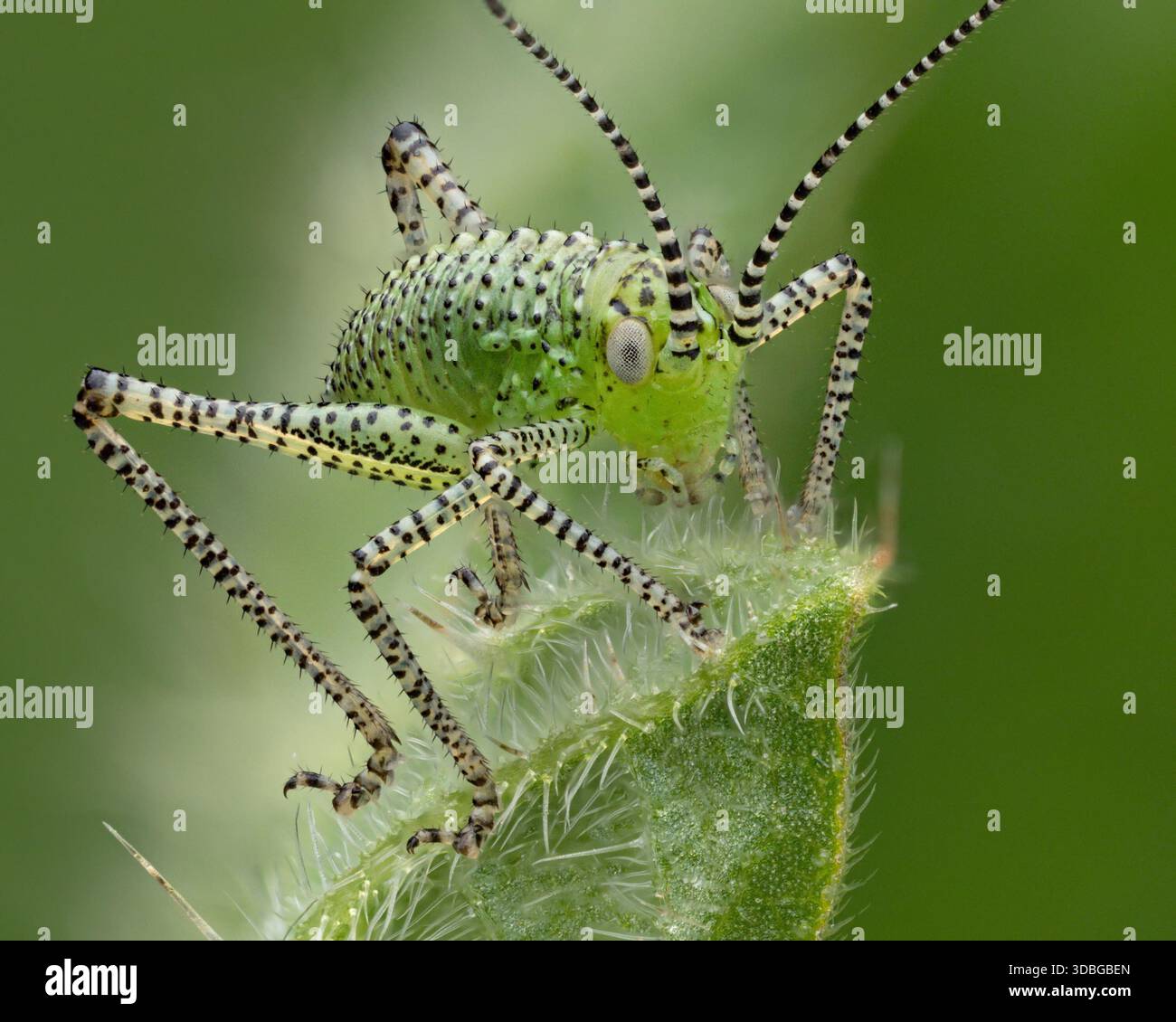Katydid tettigoniidae hi-res stock photography and images - Alamy
