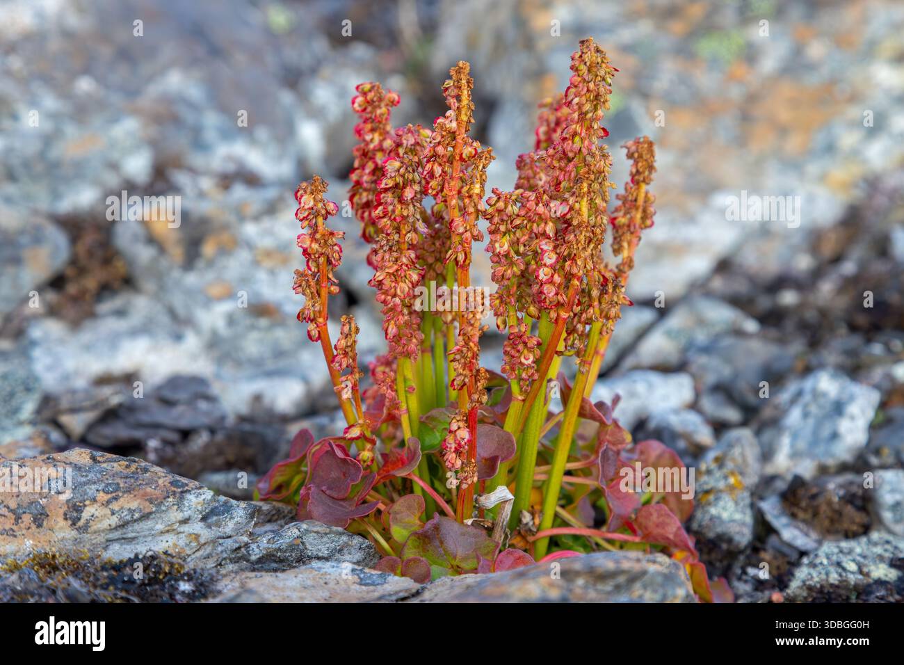 Alpine mountain-sorrel / wood sorrel (Oxyria digyna), arctic perennial plant blooming on the tundra in summer on Svalbard / Spitsbergen, Norway Stock Photo