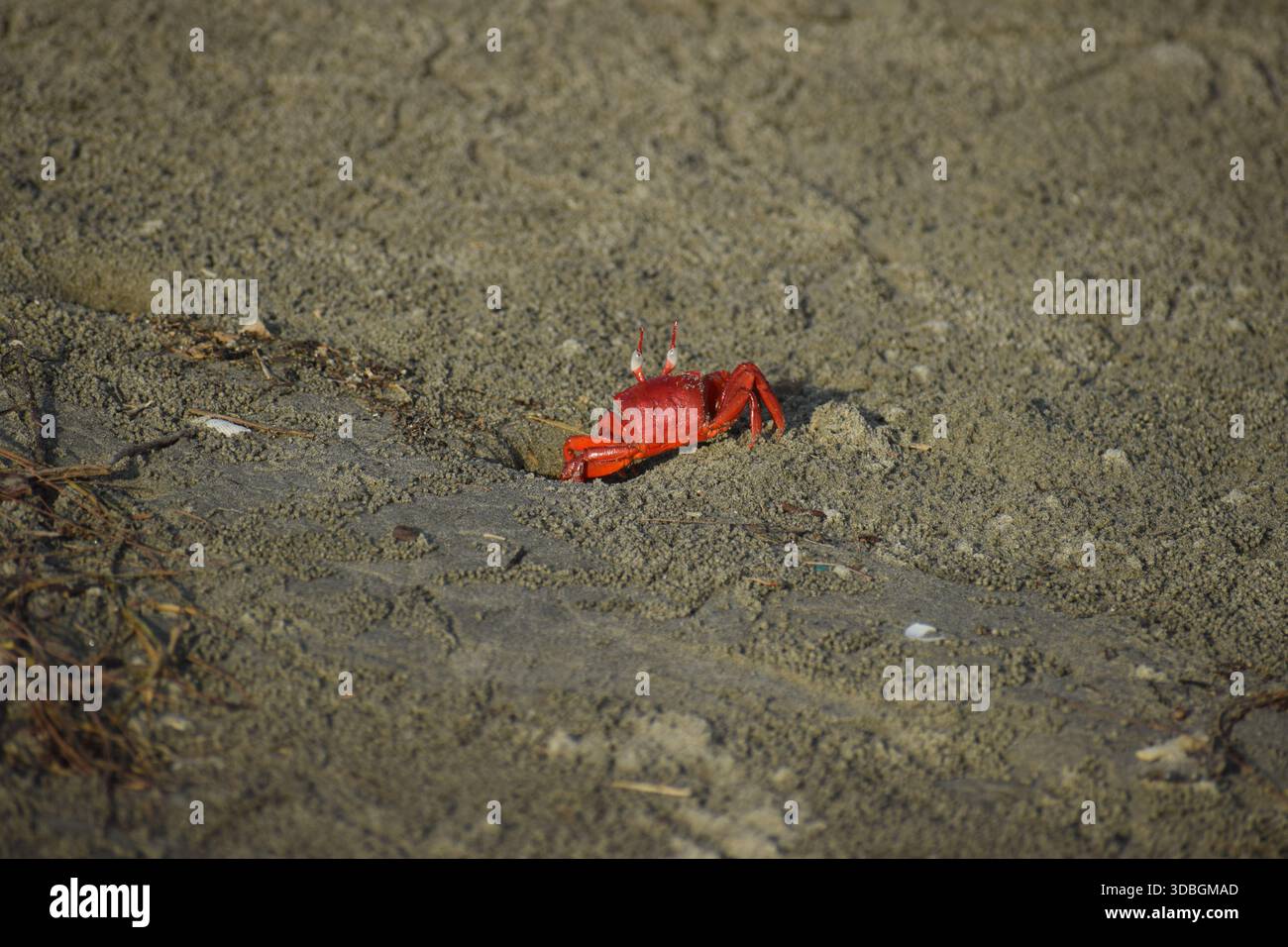 Red Crab – Vibrant Coastal Crustacean in Natural Habitat Stock Photo ...