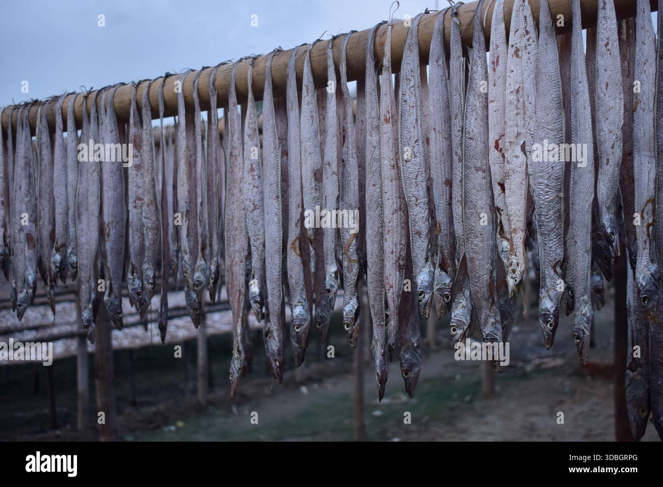 Sun-Dried Fish in Traditional Drying Yard Stock Photo