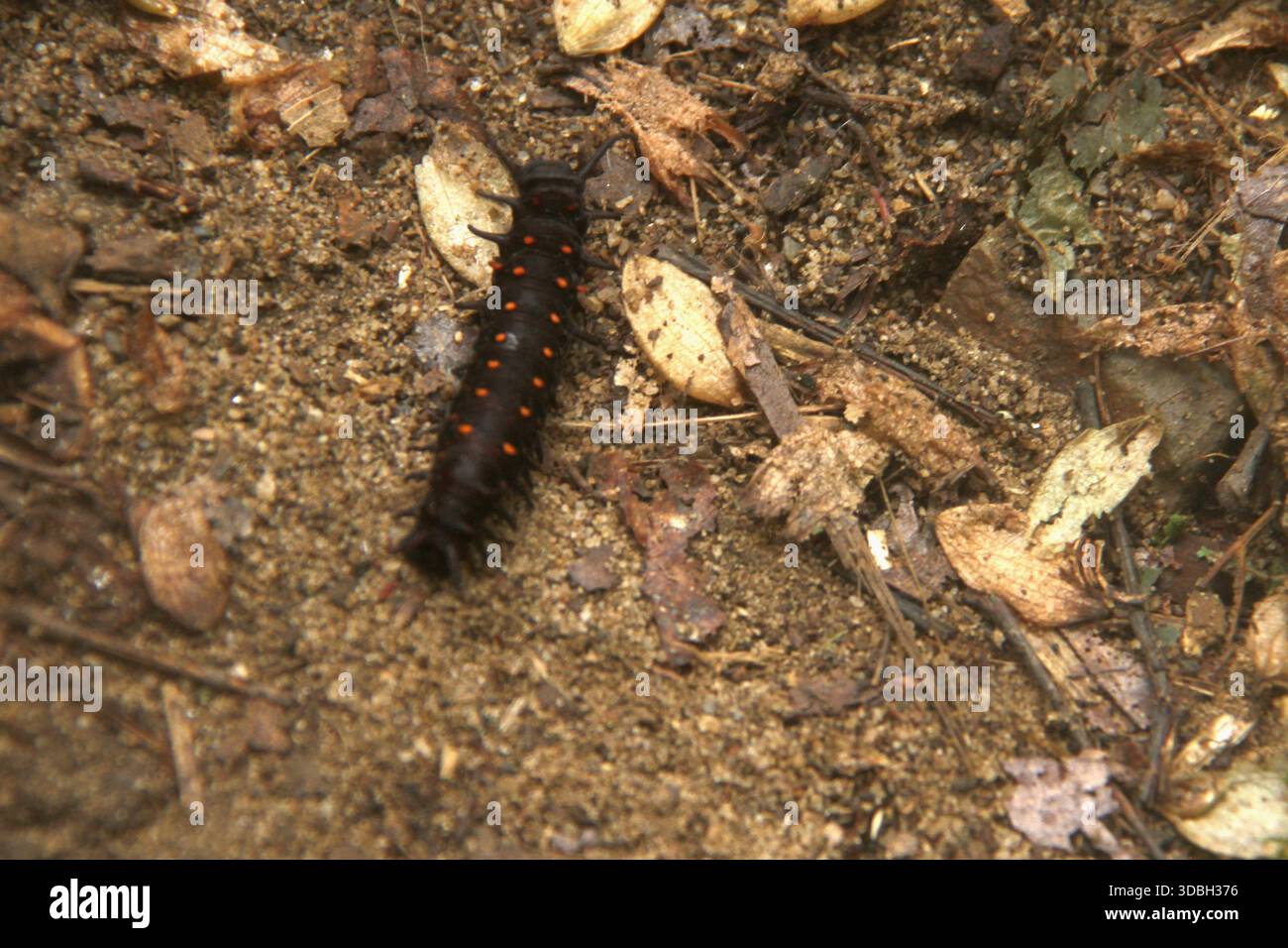 Virginia, USA. A pipevine swallowtail caterpillar (Battus philenor) walking on the ground. Stock Photo