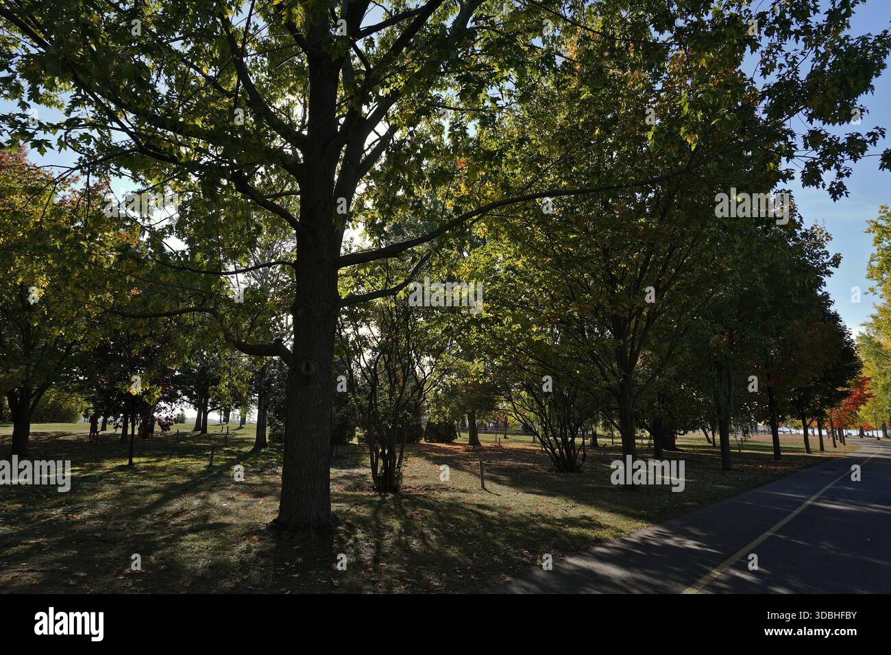 The park in autumn, large trees bathed in sunlight, long shadows on the grass. The asphalt path creates a beautiful perspective on the scene. Stock Photo