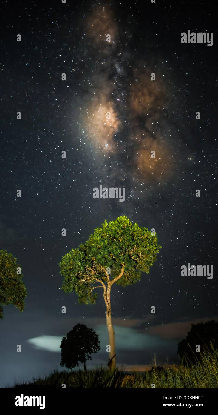 Milky Way Galaxy Over Lone Tree Under Starry Night Sky Stock Photo - Alamy