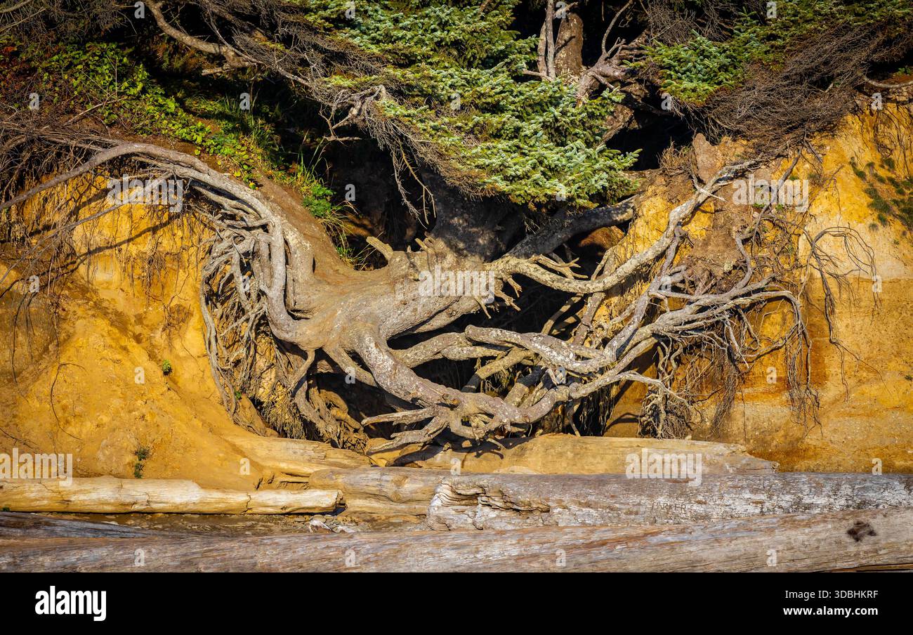 Sea Life Tree A close-up photo captures the famous Tree of Life sea arch and the ...