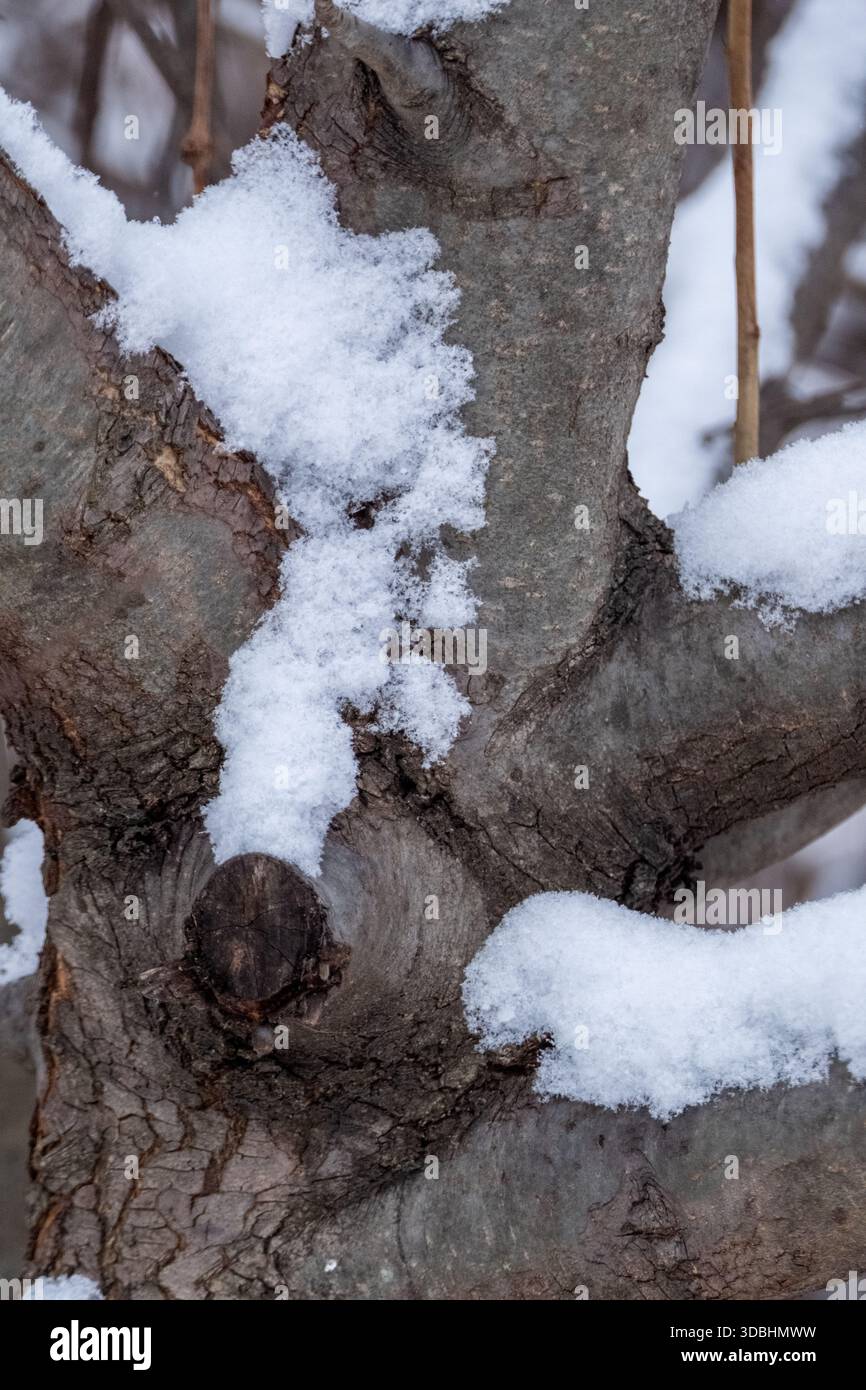 Snow on twisted branches and knotted trunk of deciduous tree in winter, Tysons Corner, Virginia, USA Stock Photo