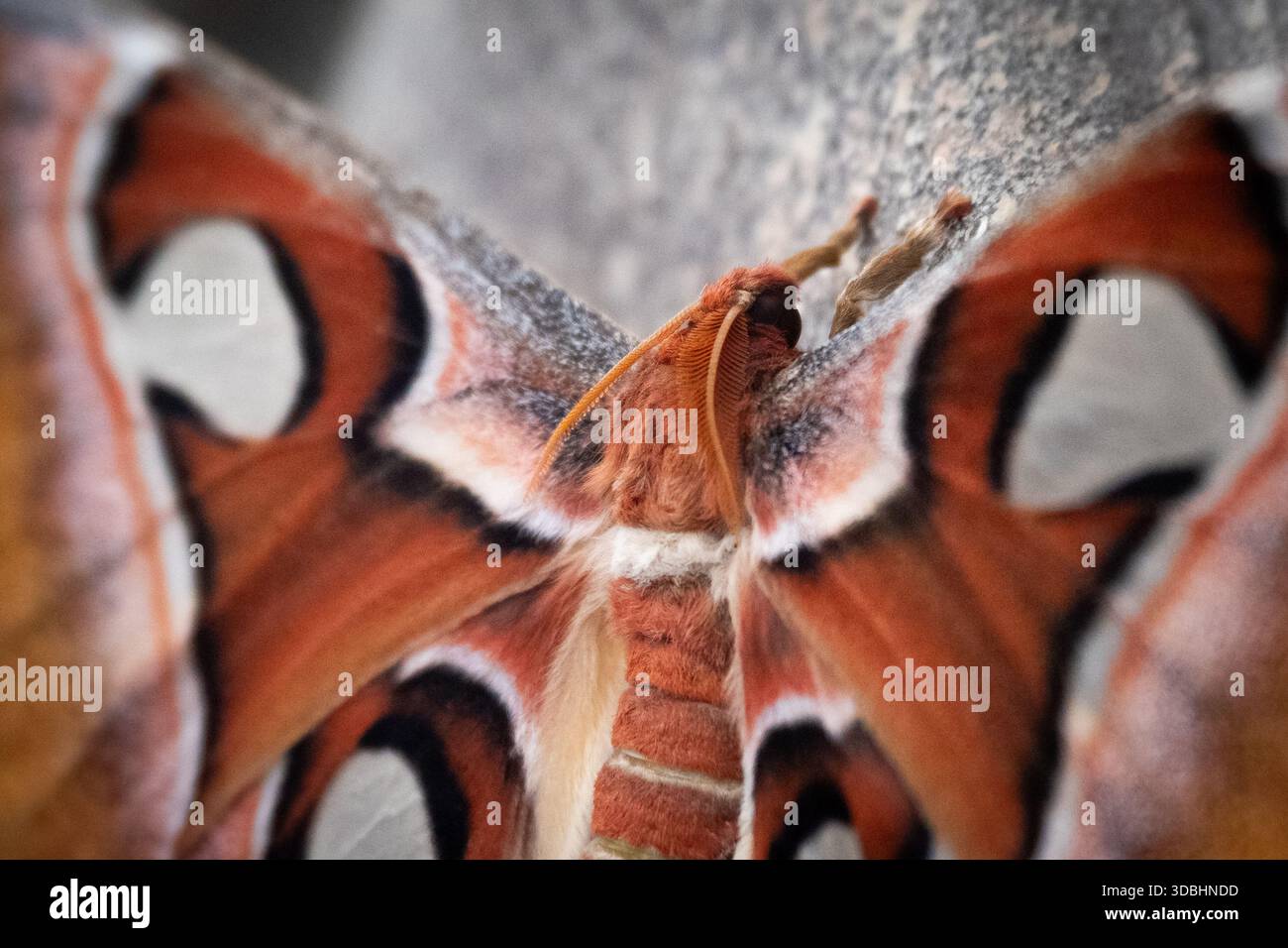 High contrast body hi-res stock photography and images - Alamy