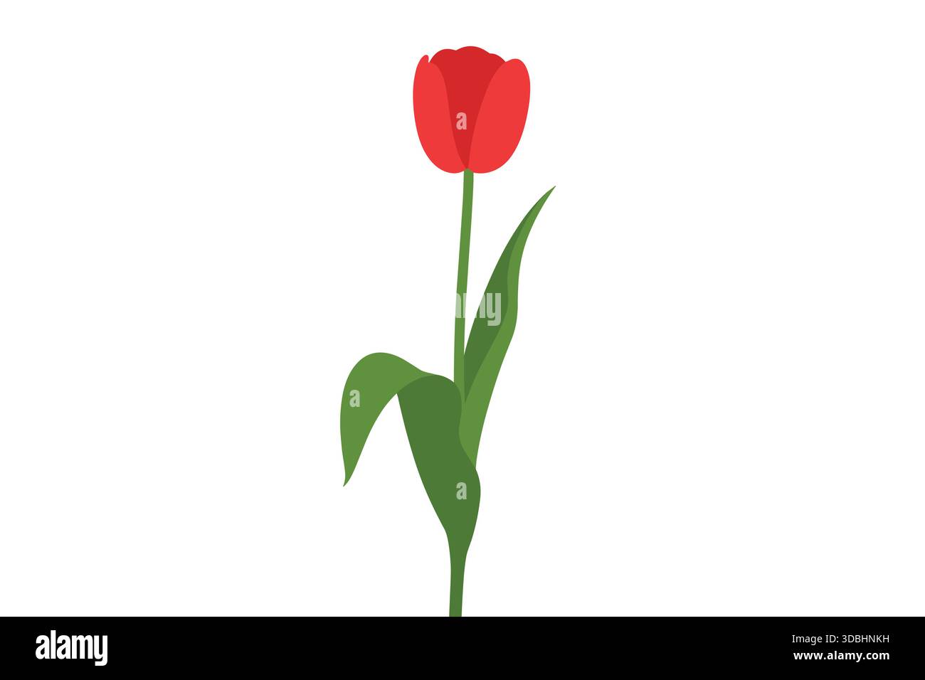 Single Red Tulip Minimal Floral Elegance Concept Stock Vector