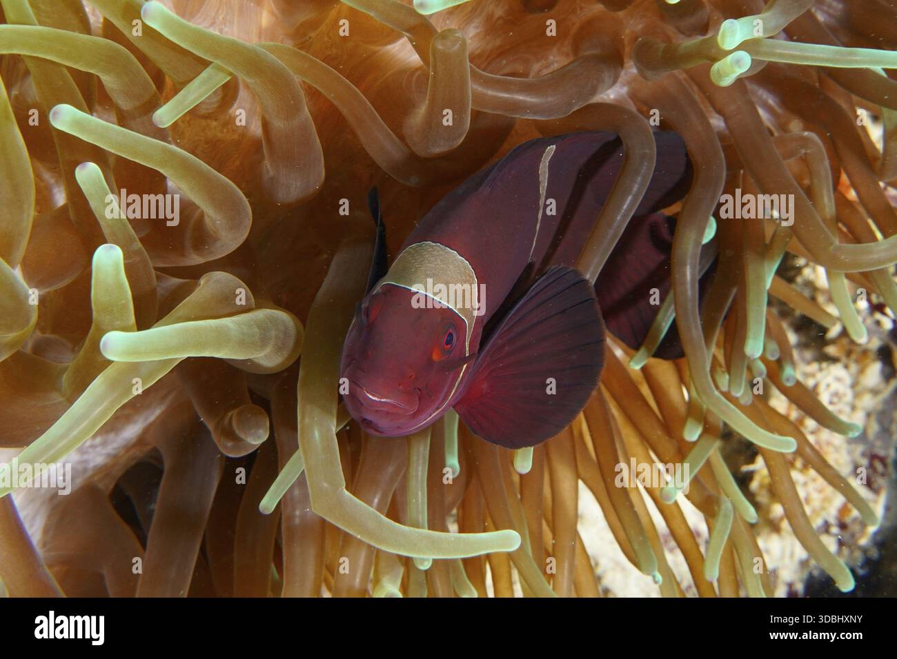 Red fish, velvet anemonefish, spiny anemonefish (Amphiprion biaculeatus ...