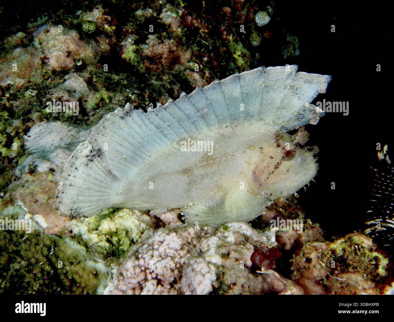 A flat, transparent-looking fish, rocking fish (Taenianotus triacanthus ...