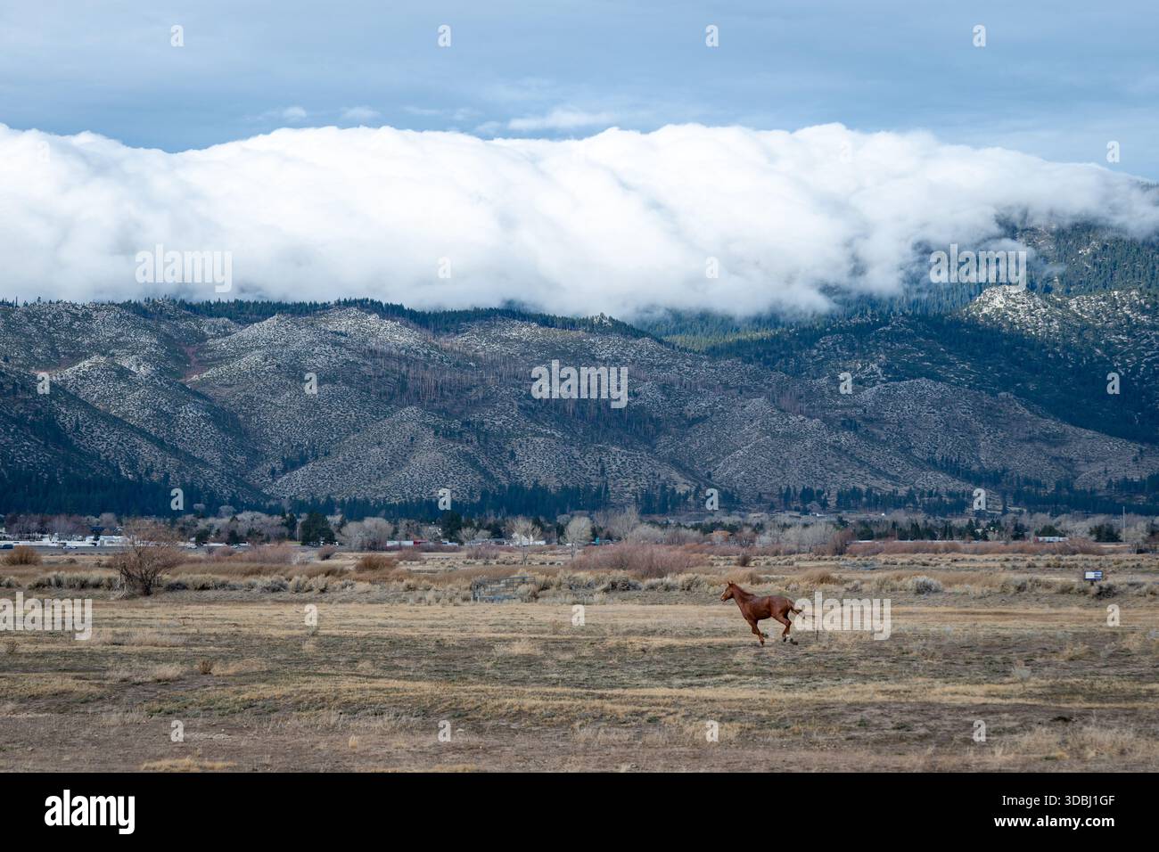 A lone wild horse running near the shore of Washoe Lake with atmospheric clouds over the distant Carson Mountains in Nevada Stock Photo