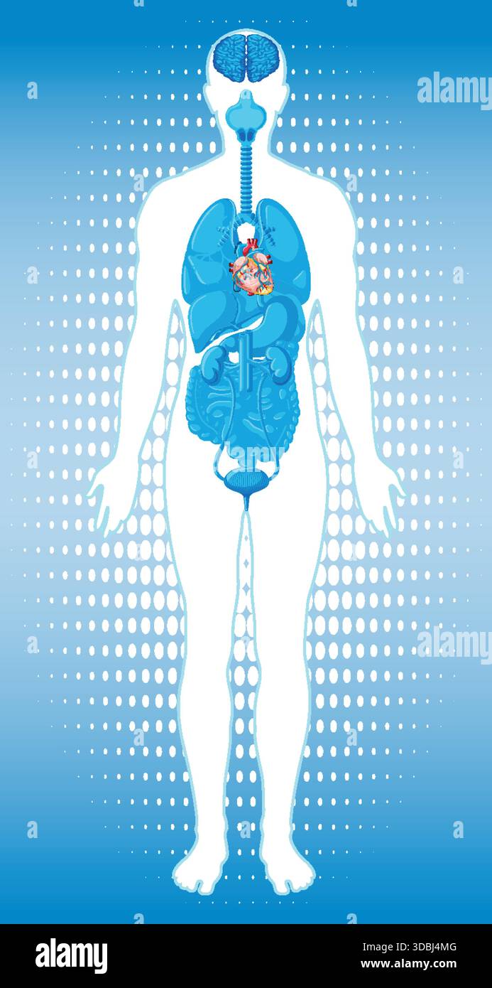 Stylized medical vector illustration of human silhouette with internal ...