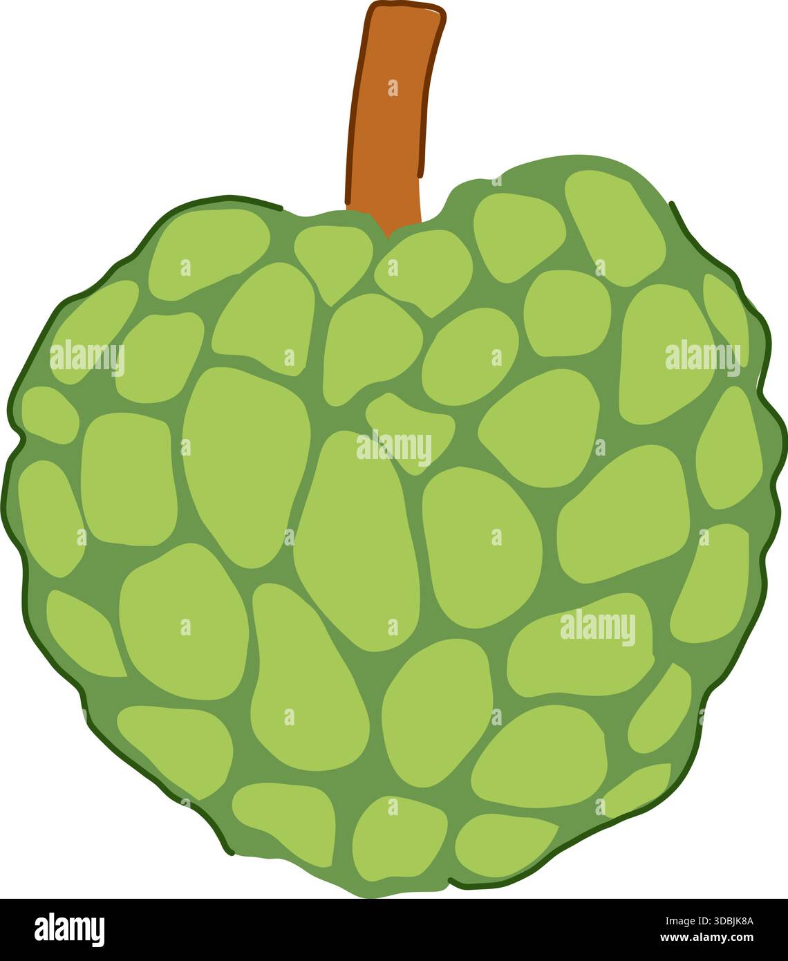 Custard apple fruit illustration on white background Stock Vector