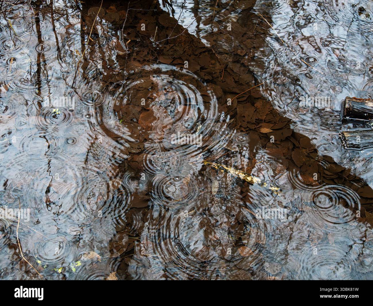 Raindrops creating ripples on a muddy water surface with reflections. Stock Photo