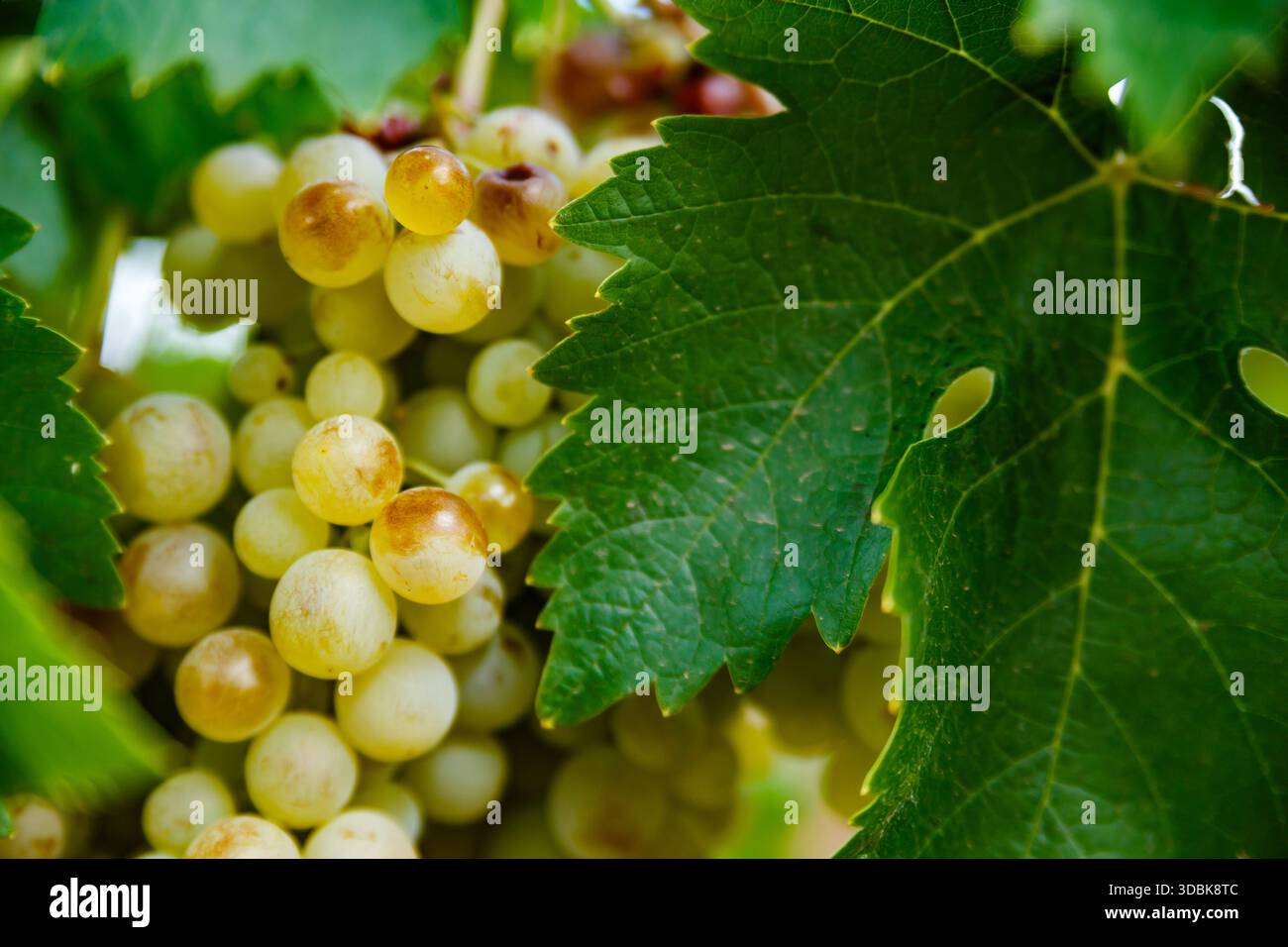 A cluster of intensely luminous, white and golden grapes peeks out from ...