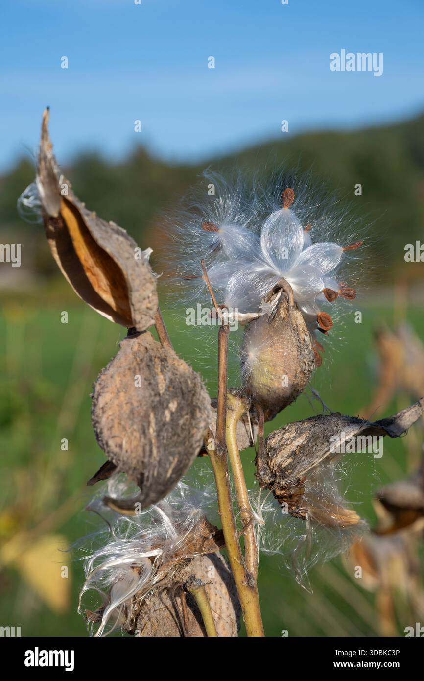 Milkweed seed head seen at Stowe, Vermont Stock Photo