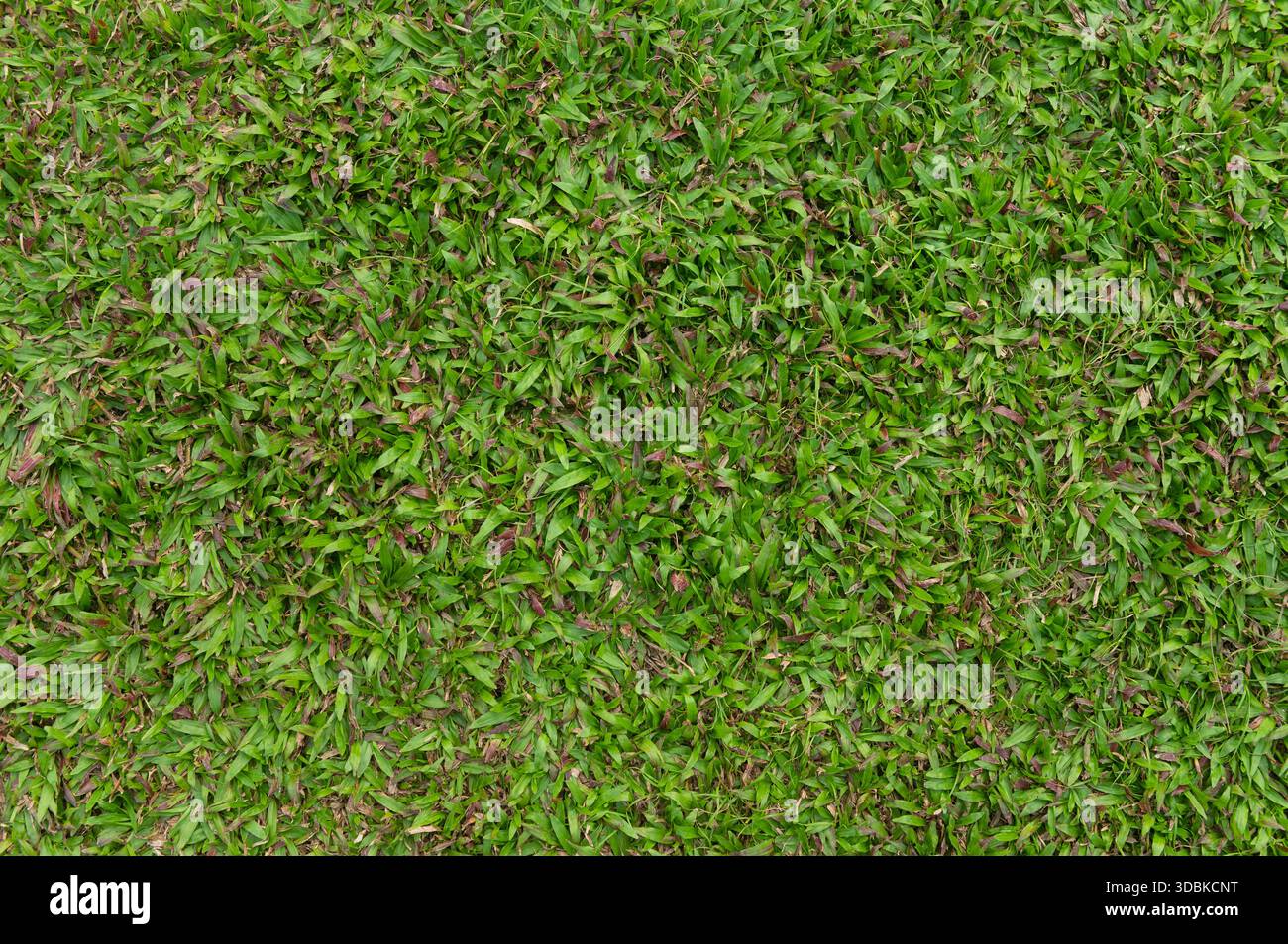 Lush green grass texture for nature background Stock Photo