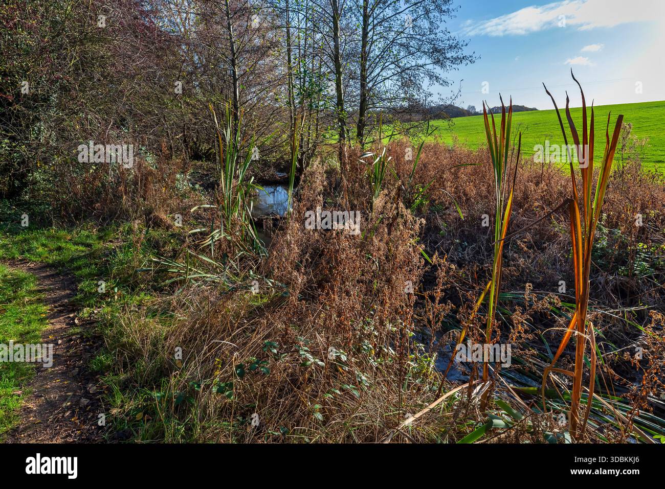 Bullrushes in brilliant sunshine by Dalton Brook, near Rotherham Stock Photo