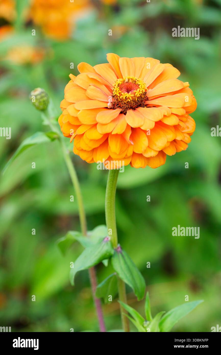 Zinnia elegans, Super Yoga Series Orange, Zinnia Yoga Orange,  tangerine flowers in late spring Stock Photo
