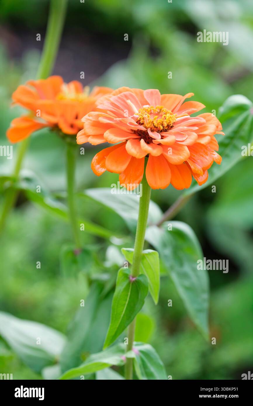 Zinnia elegans, Super Yoga Series Orange, Zinnia Yoga Orange,  tangerine flowers in late spring Stock Photo