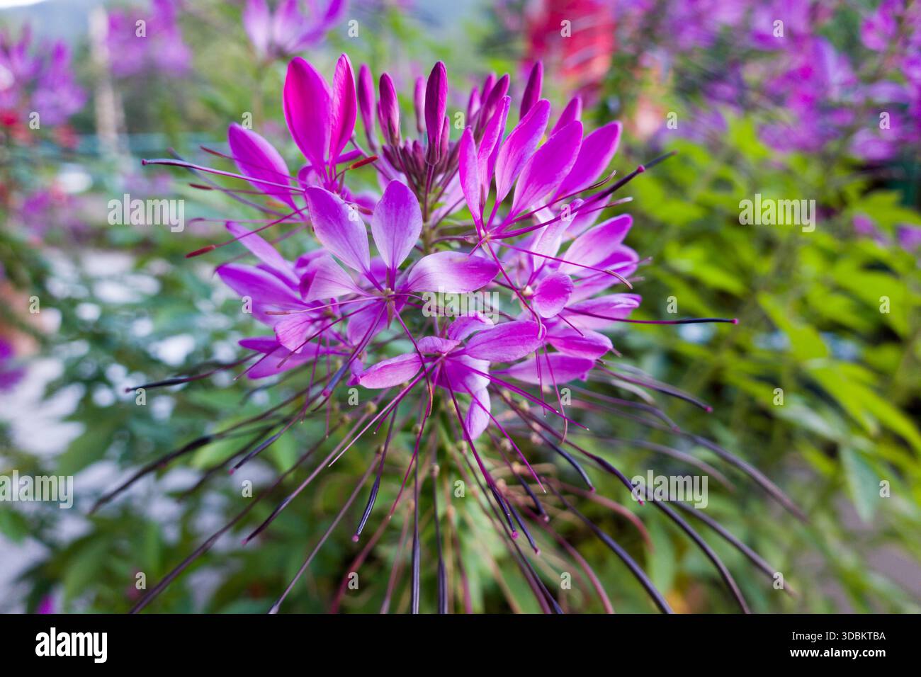 Purple spider hi-res stock photography and images - Alamy