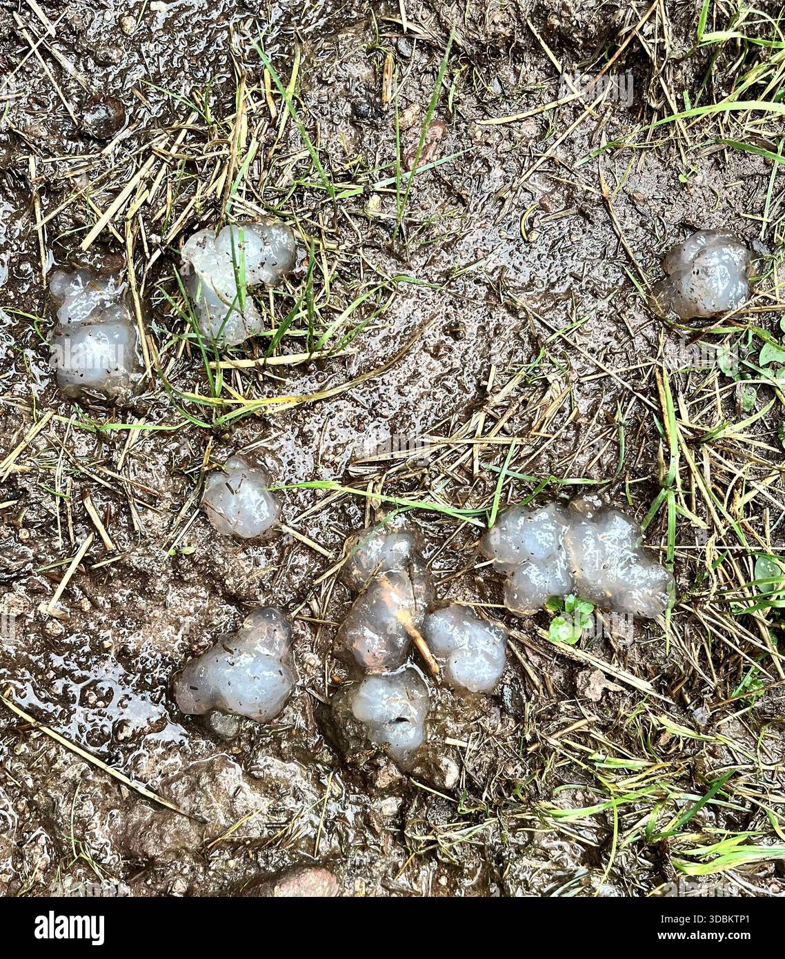 Popularly known as star vomit ? Stock Photo