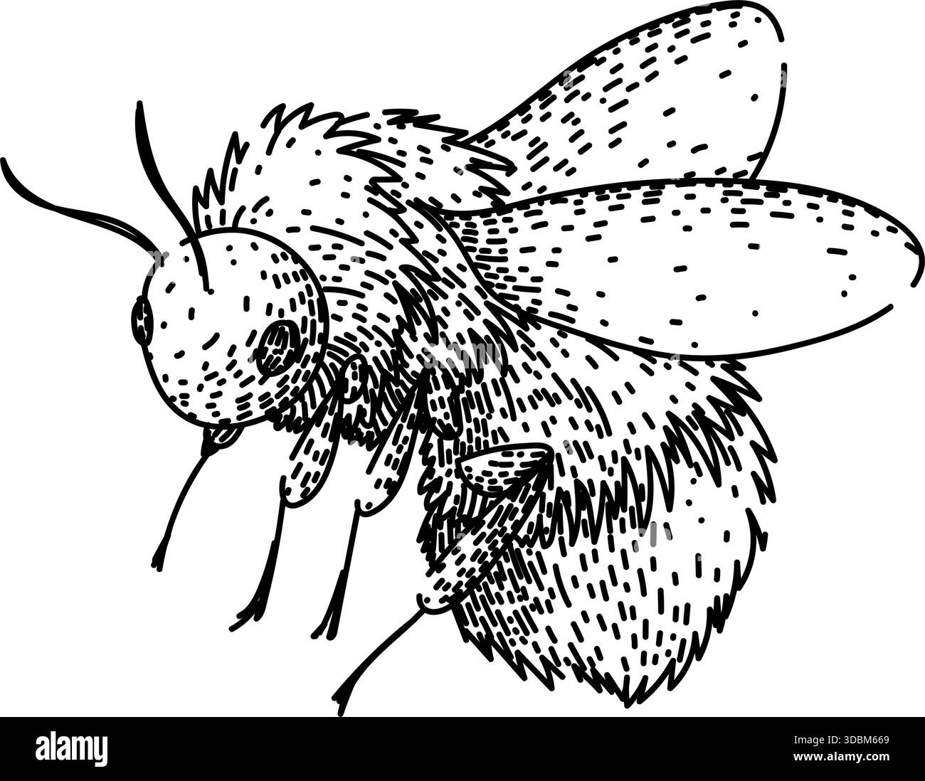 Bumblebee flying sketch hand drawn line art Stock Vector Image & Art ...