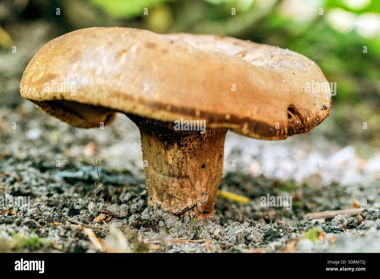 Mixed oak, Lactarius quietus, Mushroom, Funnel-shaped, Nature, Darker ...