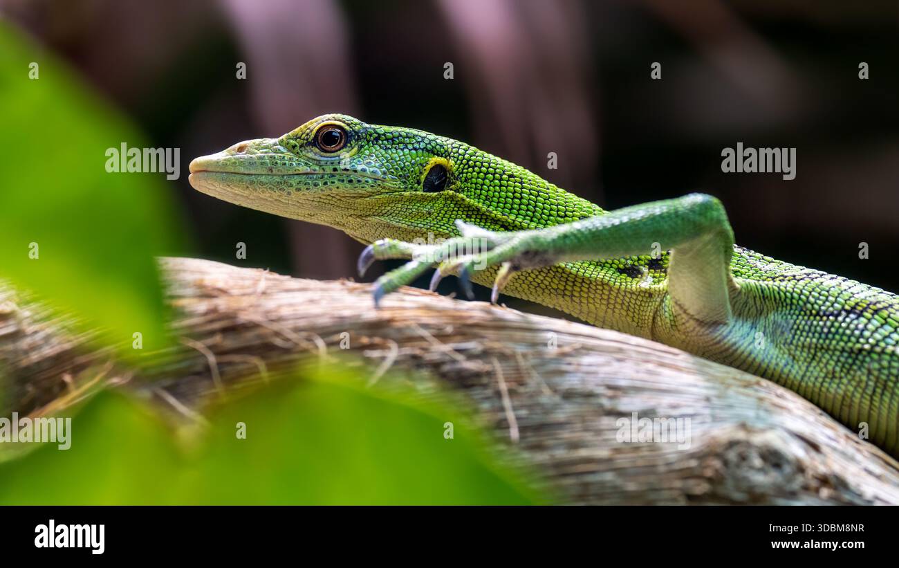 Meerald Tree Monitor Emerald tree monitor, Varanus prasinus, on a tree branch. This arboreal ...