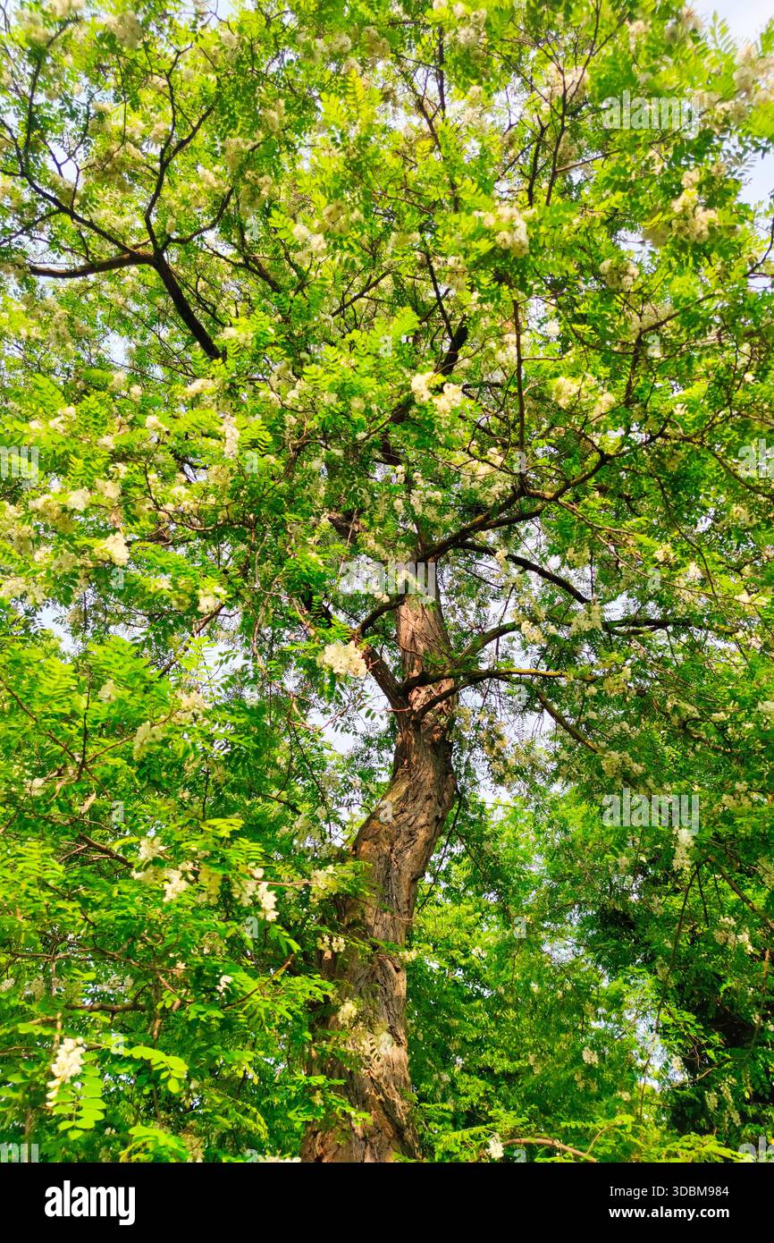 Flowering white acacia tree hi-res stock photography and images - Alamy