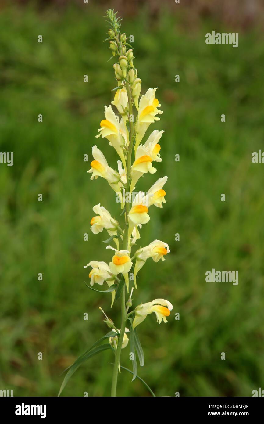 Common toadflax Stock Photo