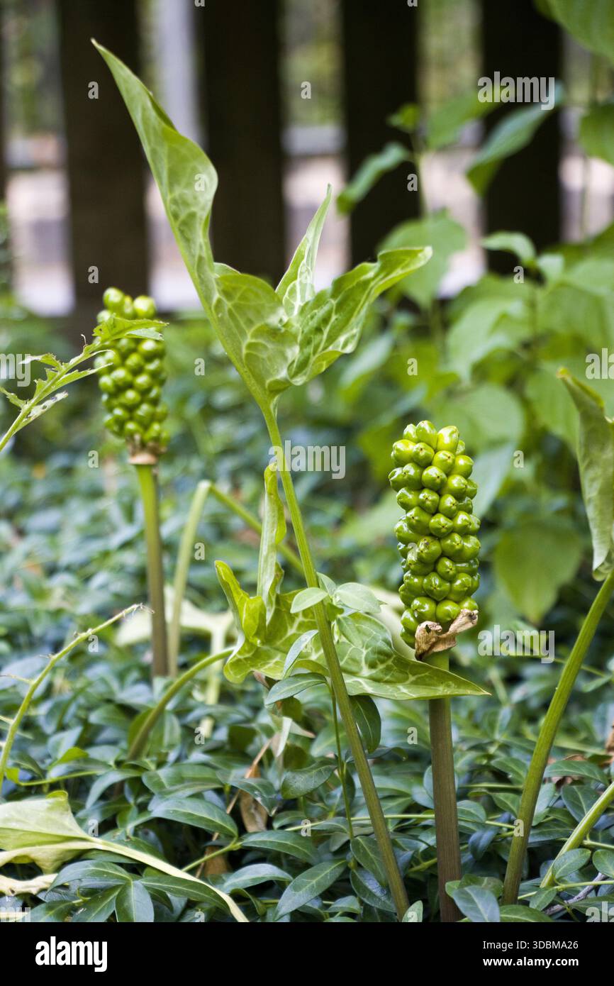 plant melissa Lemon Balm (Melissa officinalis) 5 lb