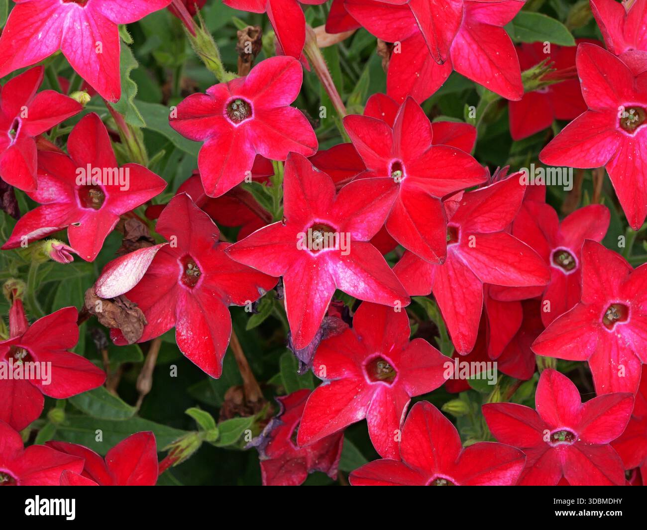 dark horse tobacco Dark Horse Ice Blue (Menthol) Cigarette Tubes 100mm 200ct Box