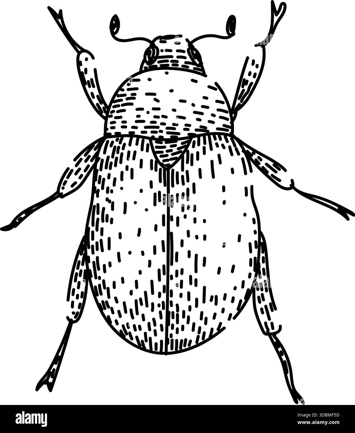 Scarab beetle insect line hatching drawing illustration Stock Vector ...