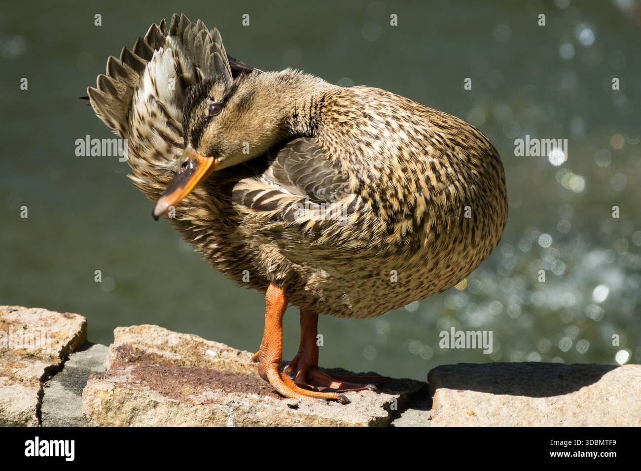 Female Mallard Duck Preening Feathers Anas platyrhynchos Stock Photo