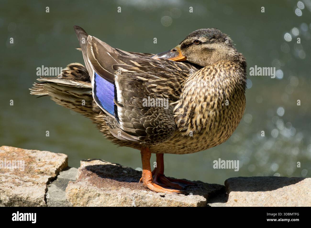 Wild Duck Sleeping Anas platyrhynchos Stock Photo