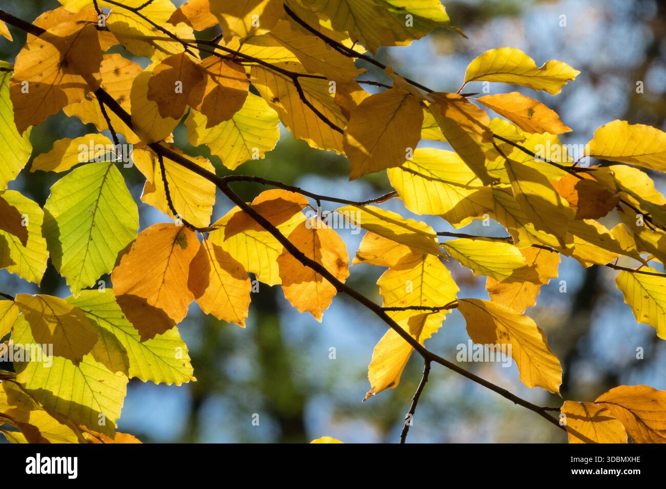 Yellow and orange autumn beech (Fagus sylvatica) leaves on a branch in backlight sunlight. Stock Photo