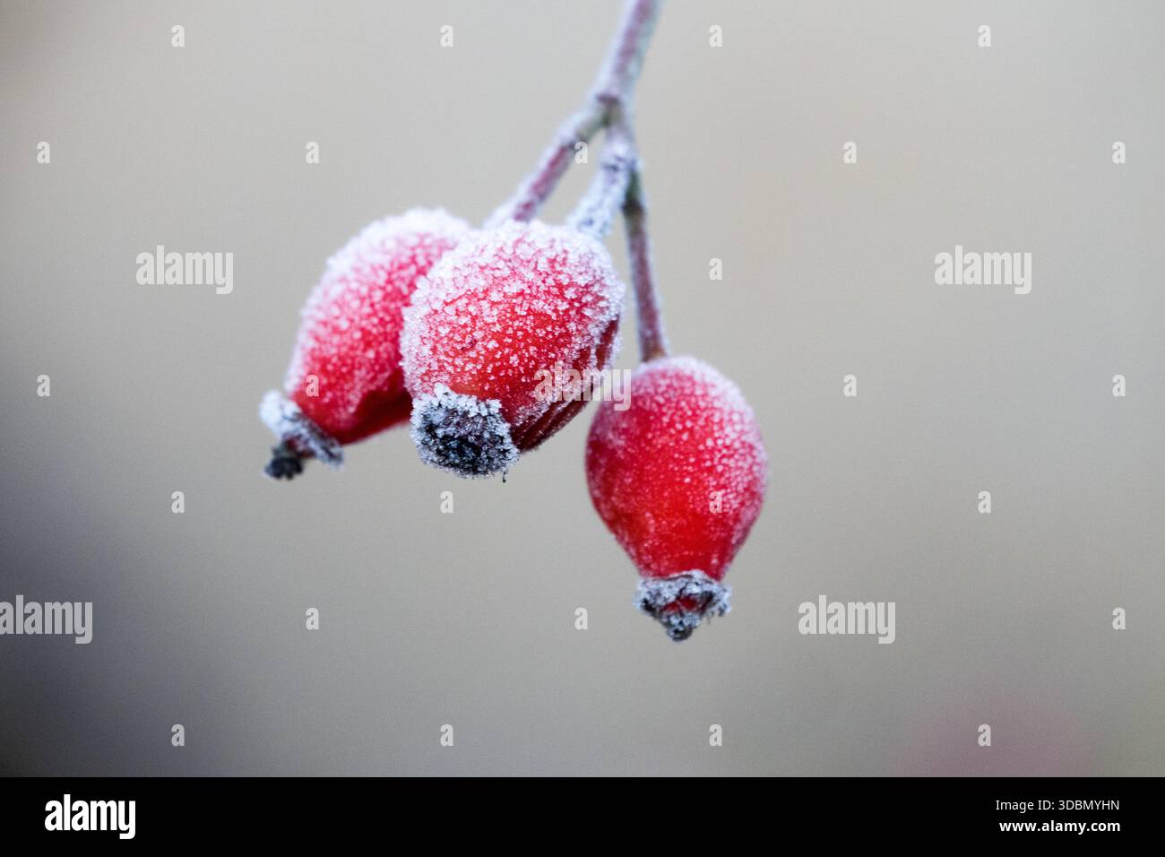 Three Rosehips In Winter Hoarfrost Stock Photo