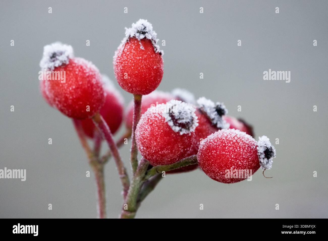 Red, Rose Hips, In Winter Stock Photo