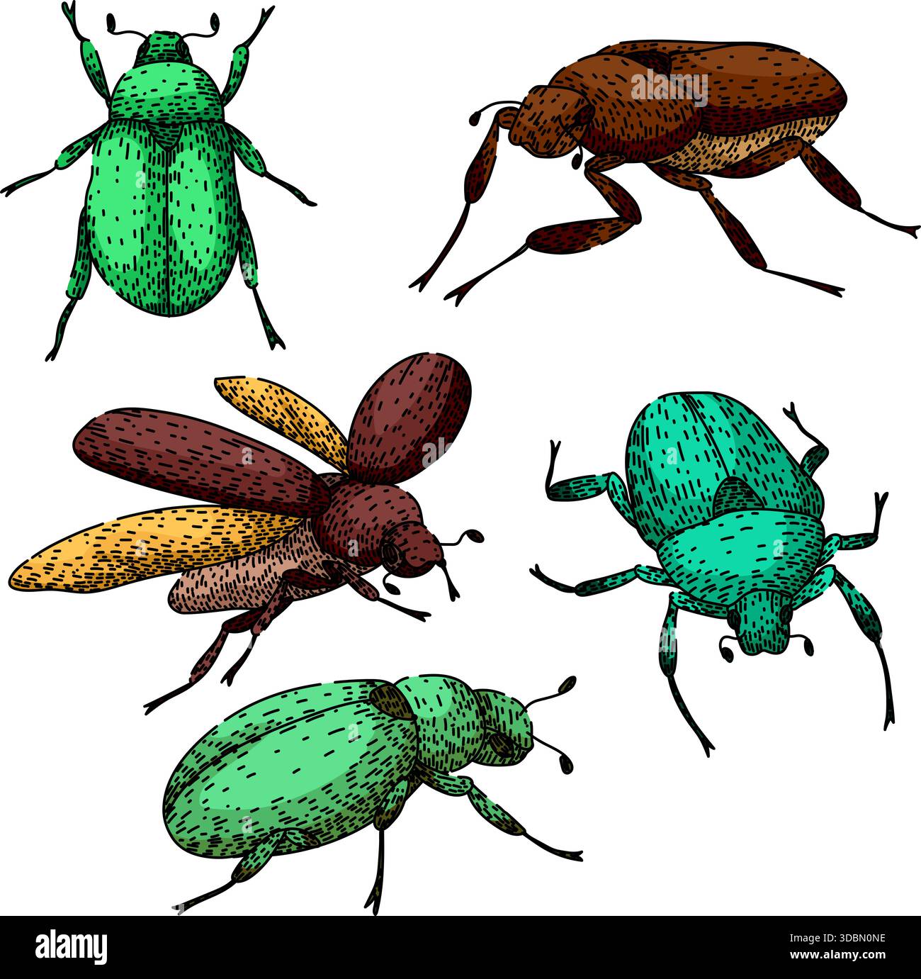 Diverse scarab beetles collection hand drawn illustration Stock Vector