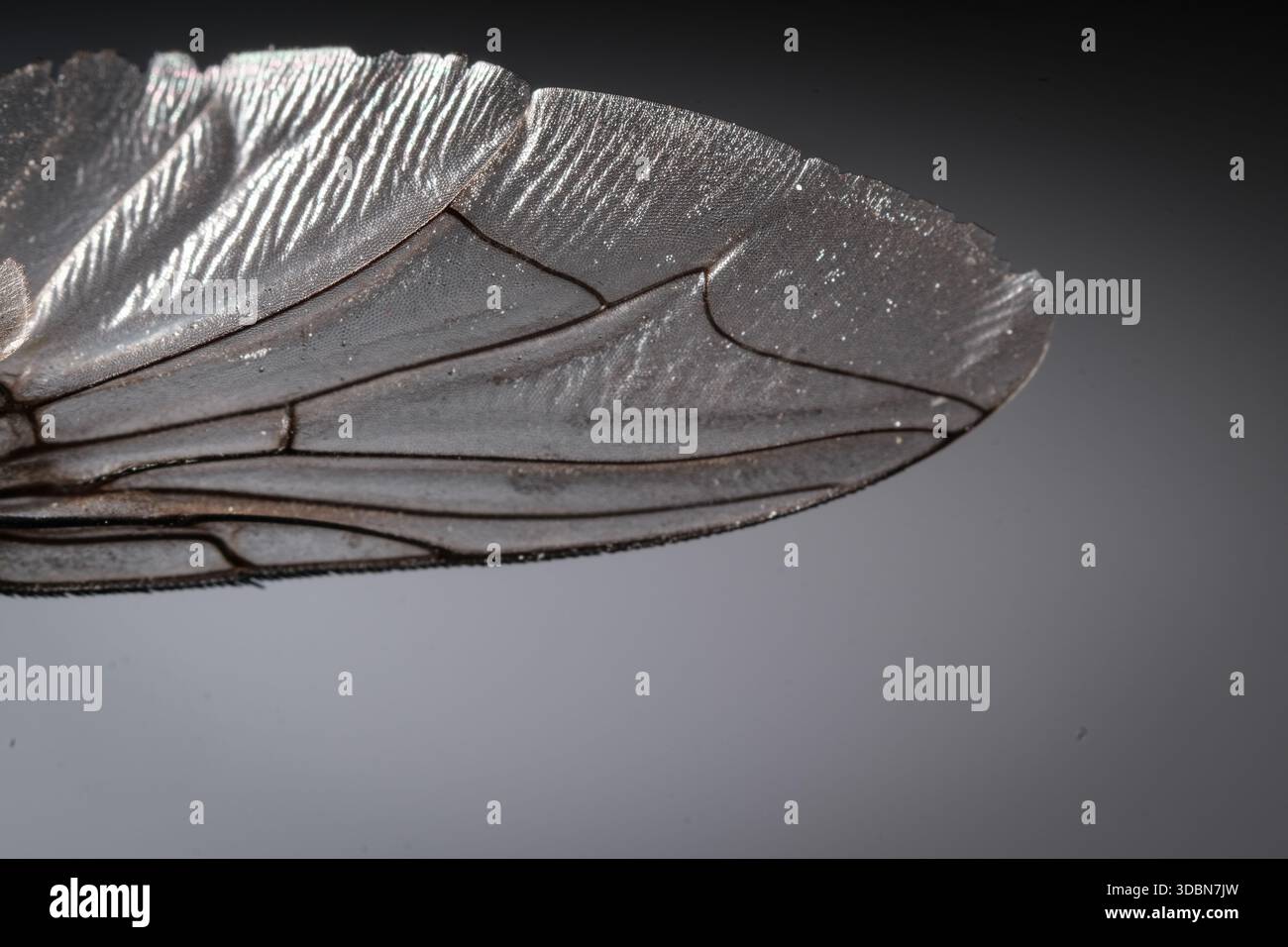 Membrane Wing Insect Delicate membrane structure hi-res stock photography and images - Alamy