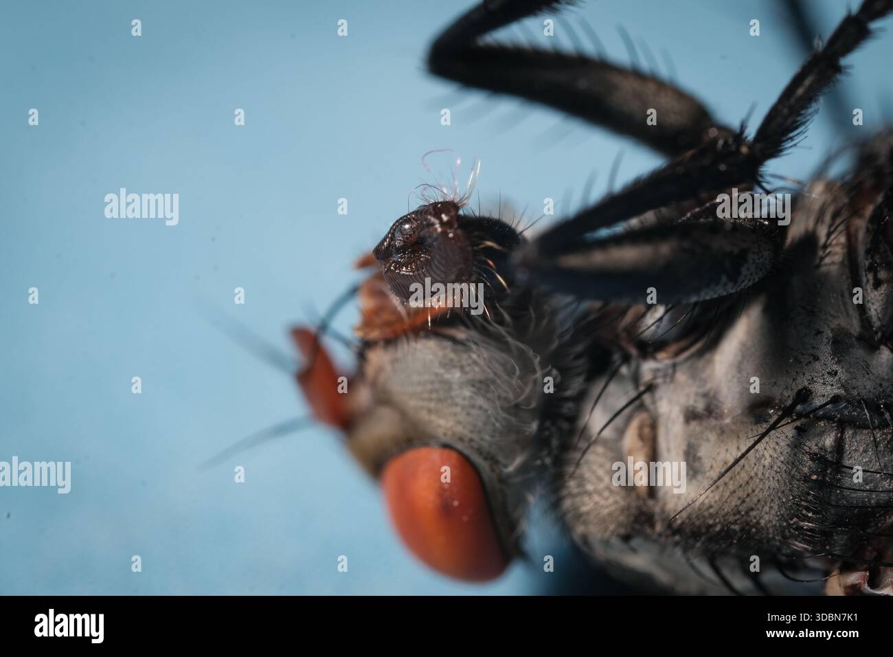 Extreme Macro Portrait Highlighting the Compound Eye Facets and Fleshy Mouthparts of a Fly Stock Photo