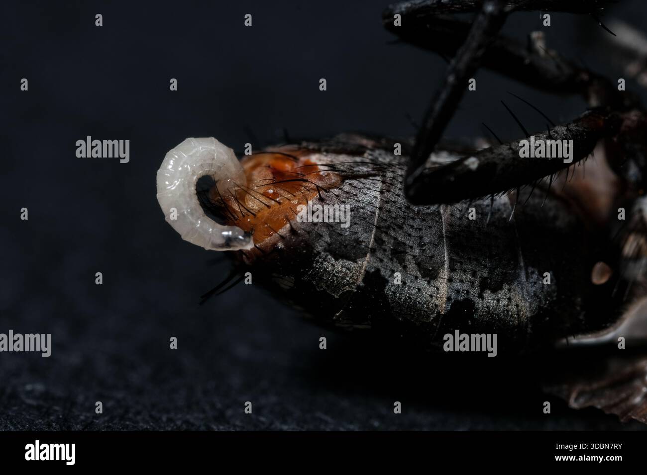 Diptera life cycle hi-res stock photography and images - Alamy