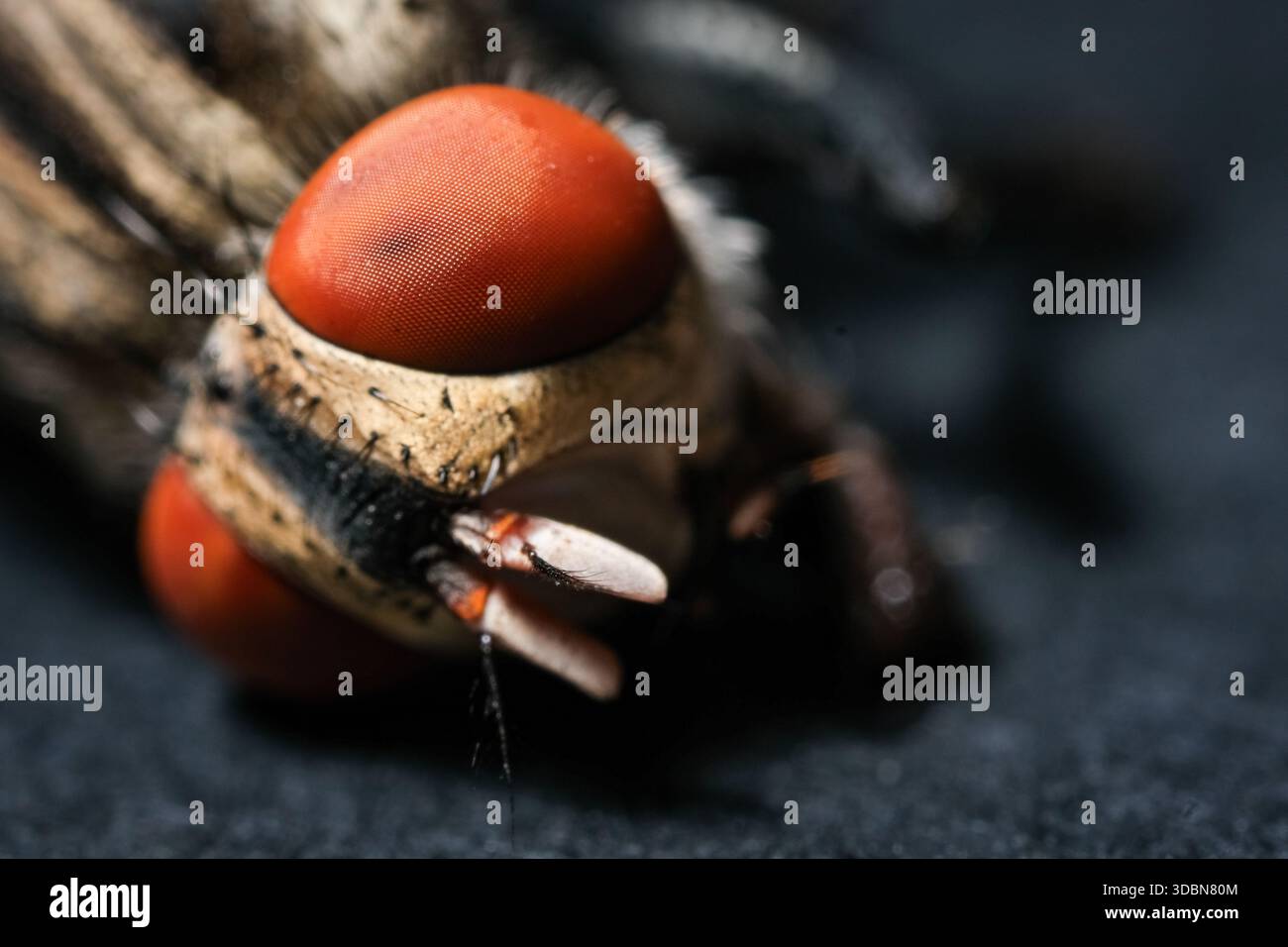 Extreme Macro Portrait Highlighting the Compound Eye Facets and Fleshy Mouthparts of a Fly Stock Photo