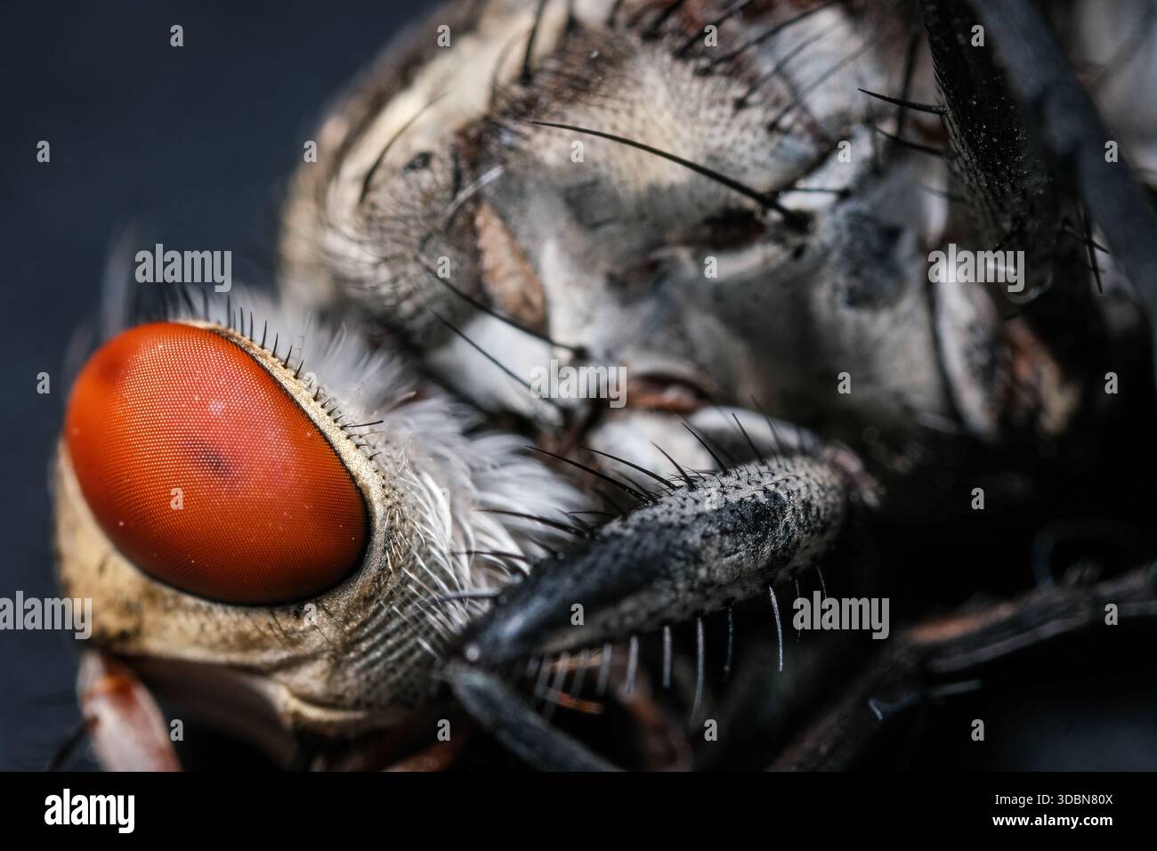 Extreme Macro Portrait Highlighting the Compound Eye Facets and Fleshy Mouthparts of a Fly Stock Photo