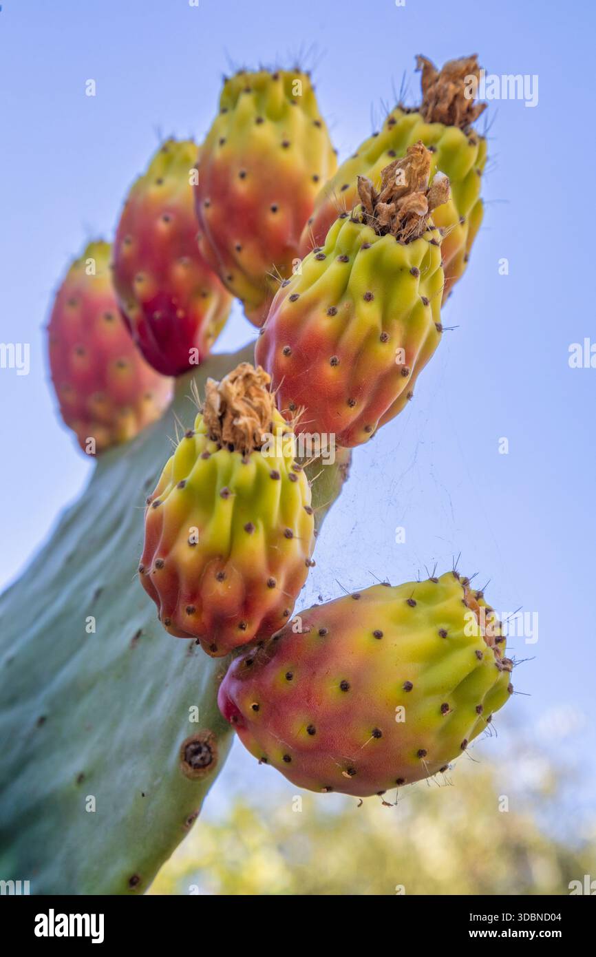 Opuntia cactus with ripe prickly pear fruits (fico d' India) growing in the  Sicilian countryside, Italy Stock Photo - Alamy
