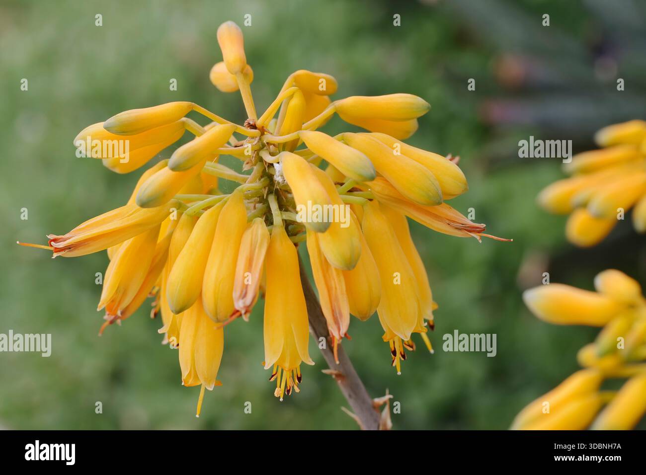 Aloe sinkatana hi-res stock photography and images - Alamy